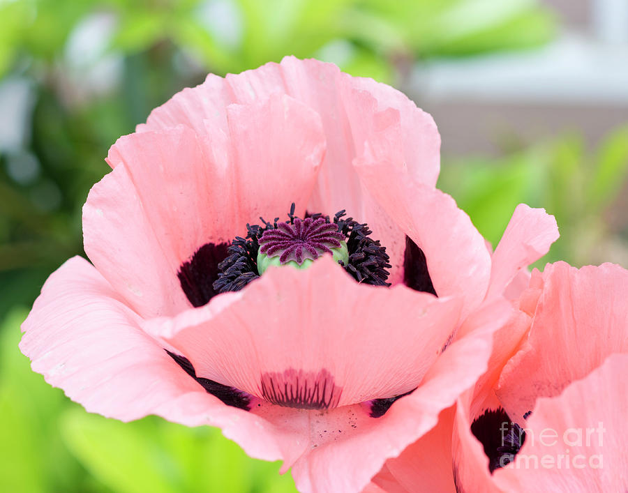 Flower Photograph - Two Pink Poppies by Maria Janicki