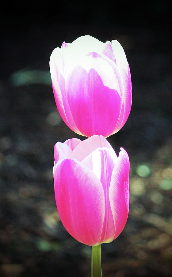 Two Pink Tulips Photograph by Cynthia Guinn