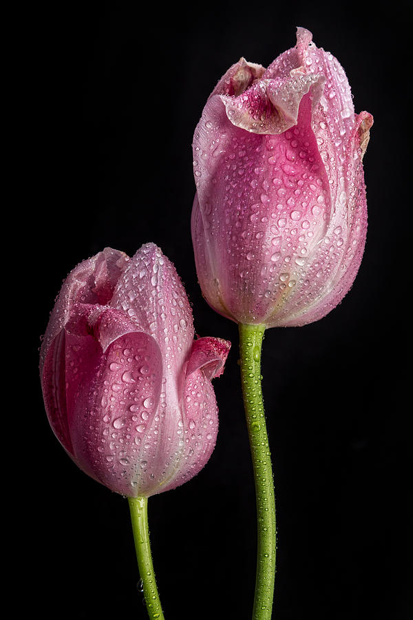 Tulip Photograph - Two Pink Tulips by James BO Insogna