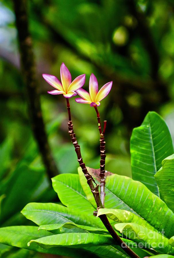 Two Plumeria Photograph by Craig Wood