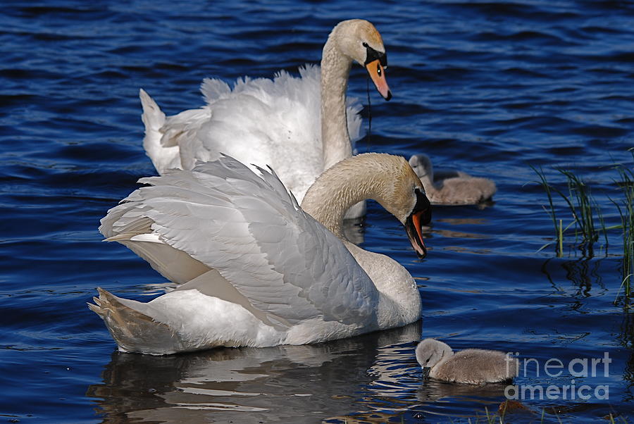 Swan Photograph - Two Plus Two by Doug Thwaites