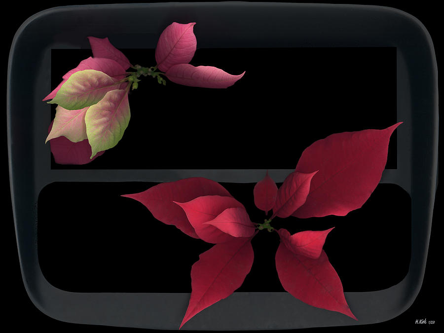 Two Poinsettias Photograph by Heather Kirk