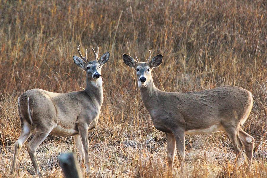 Two Point Bucks Photograph by Roxanne Basford - Fine Art America