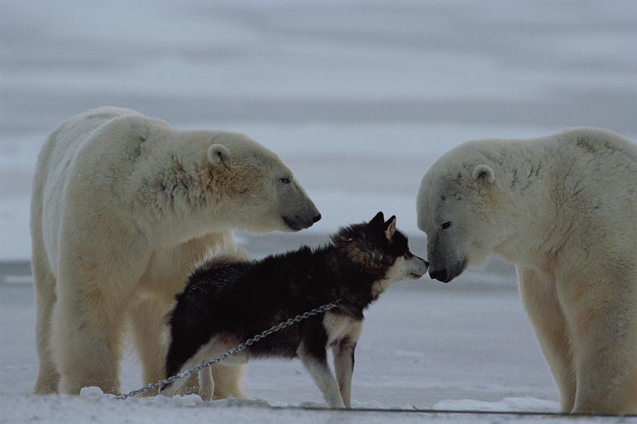 Two Polar Bears Ursus Maritimus Photograph by Norbert Rosing