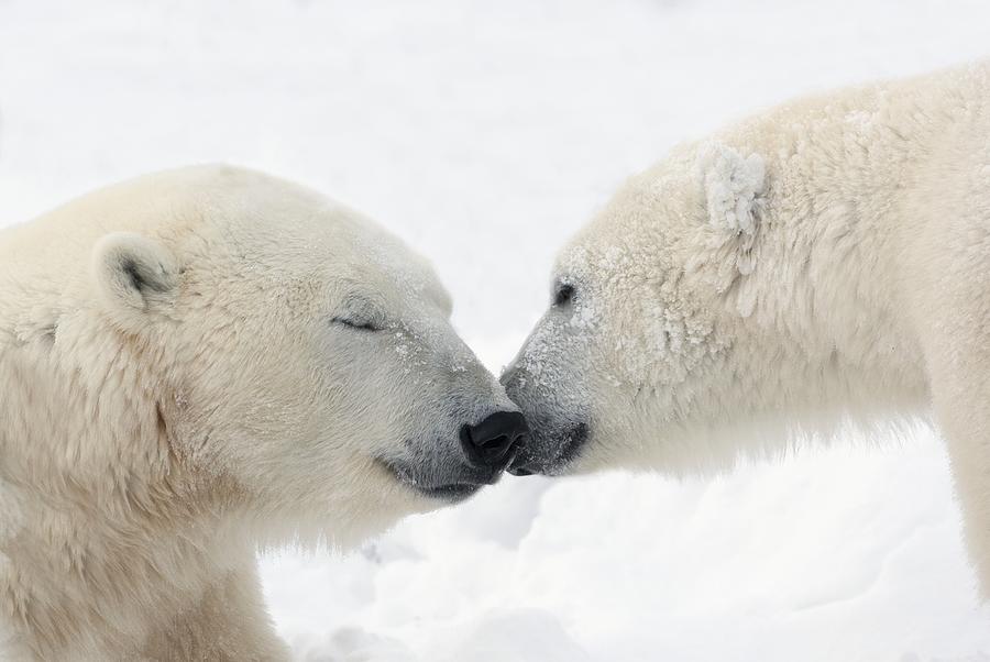 Bear Photograph - Two Polar Bears Ursus Maritimus by Richard Wear
