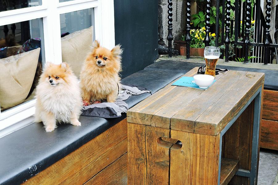 Two Pomeranians Photograph by William Slider