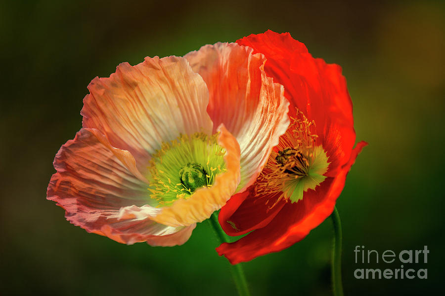 Two Poppies Photograph by Heiko Koehrer-Wagner