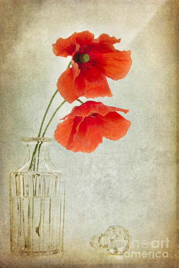 Two Poppies in a Glass Vase Digital Art by Ann Garrett