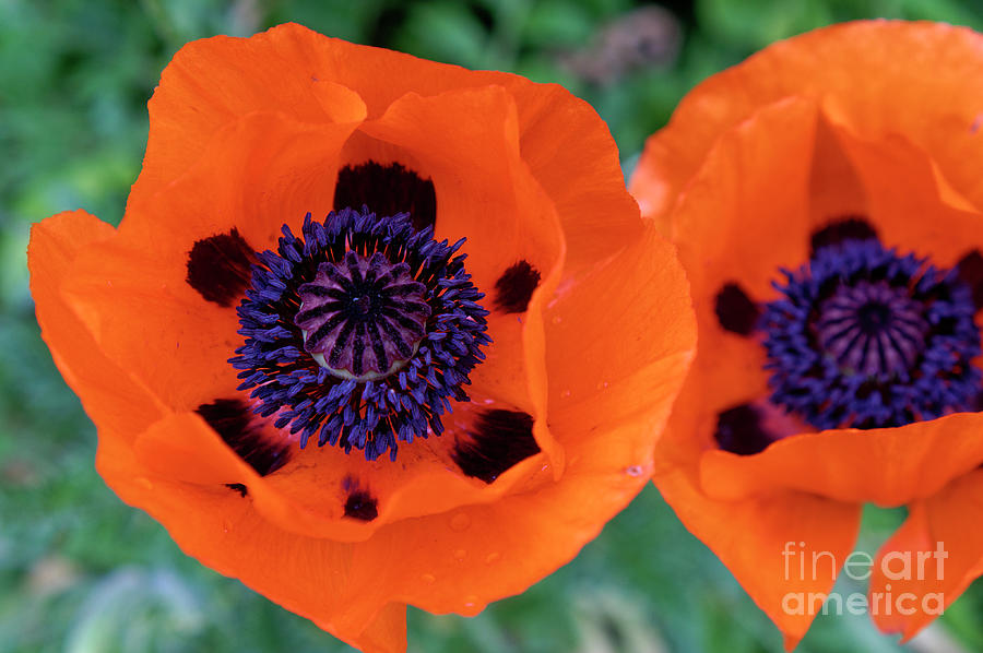 Two Poppies Photograph by John  Mitchell