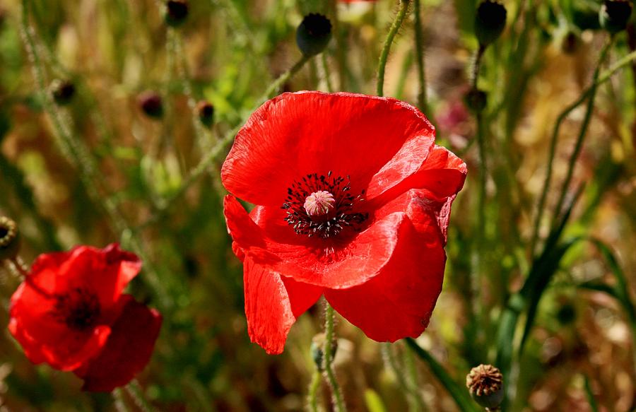 Two Poppies Photograph by Sandra Price - Fine Art America