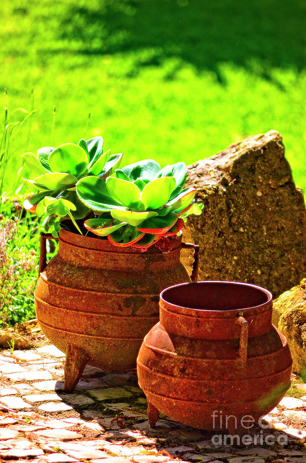 Two Pots on the Patio - Sintra Photograph by Mary Machare