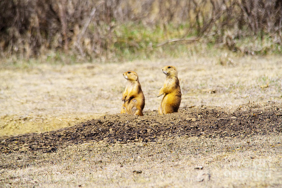 Two prairie dogs Photograph by Jeff Swan