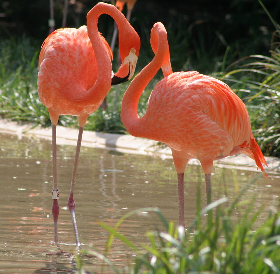 Two Preening Flamingos Photograph by Valerie Collins