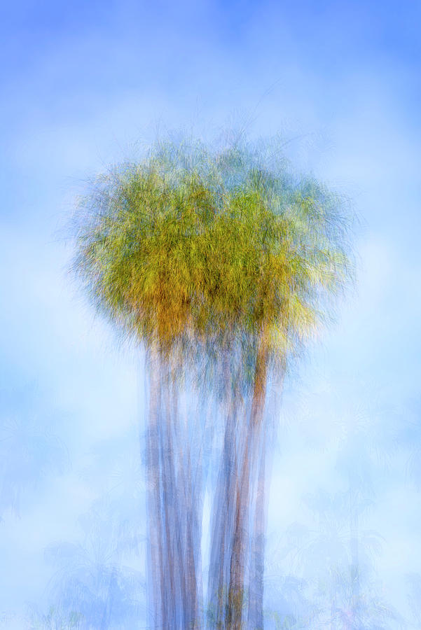 Two Pretty Palms Photograph by Joseph S Giacalone
