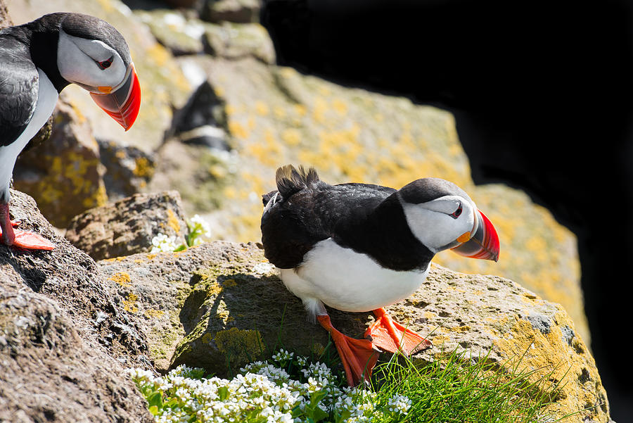 Two puffins in Iceland Photograph by Matthias Hauser
