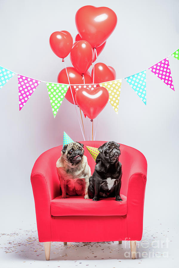 Two pugs dogs with birthday decorations. Photograph by Michal Bednarek