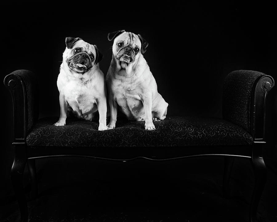 Two Pugs Photograph by Tammy Ray