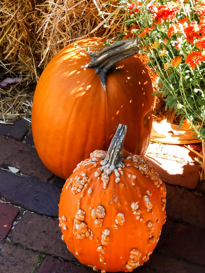 Two Pumpkins on Display Photograph by Cynthia Woods - Fine Art America