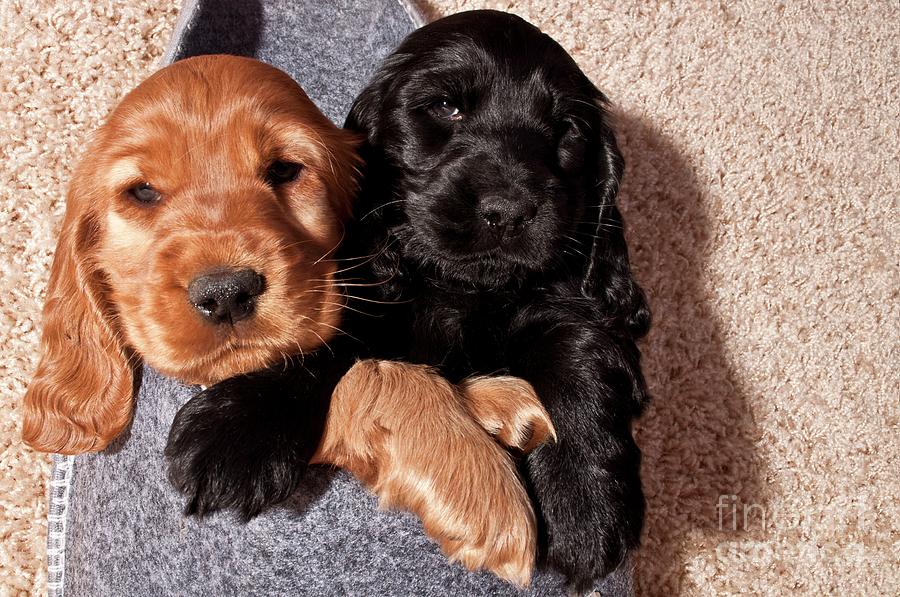 Dog Photograph - Two puppies  by Adelso Bausdorf