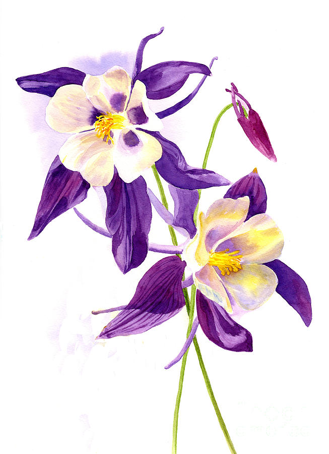 Flower Painting - Two Purple Columbine Flowers by Sharon Freeman