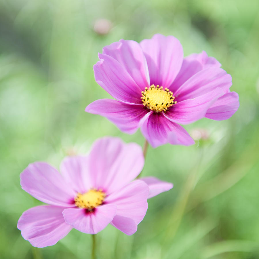Two Purple Cosmos Flowers Photograph by Helen Jackson