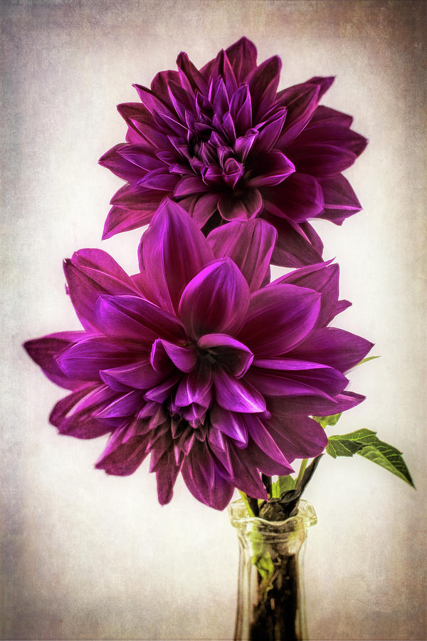 Георгины Purple Bouquet