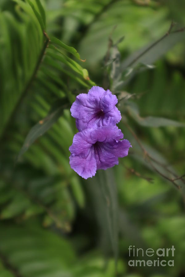 Two Purple flowers Photograph by Marcia Lee Jones