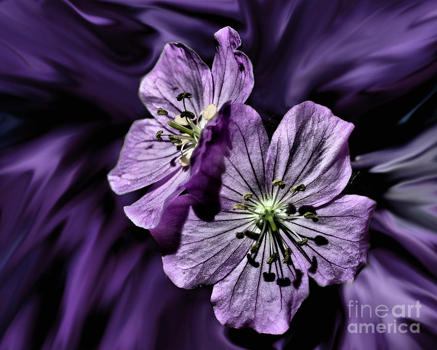 Two Purple Flowers Photograph by Smilin Eyes Treasures