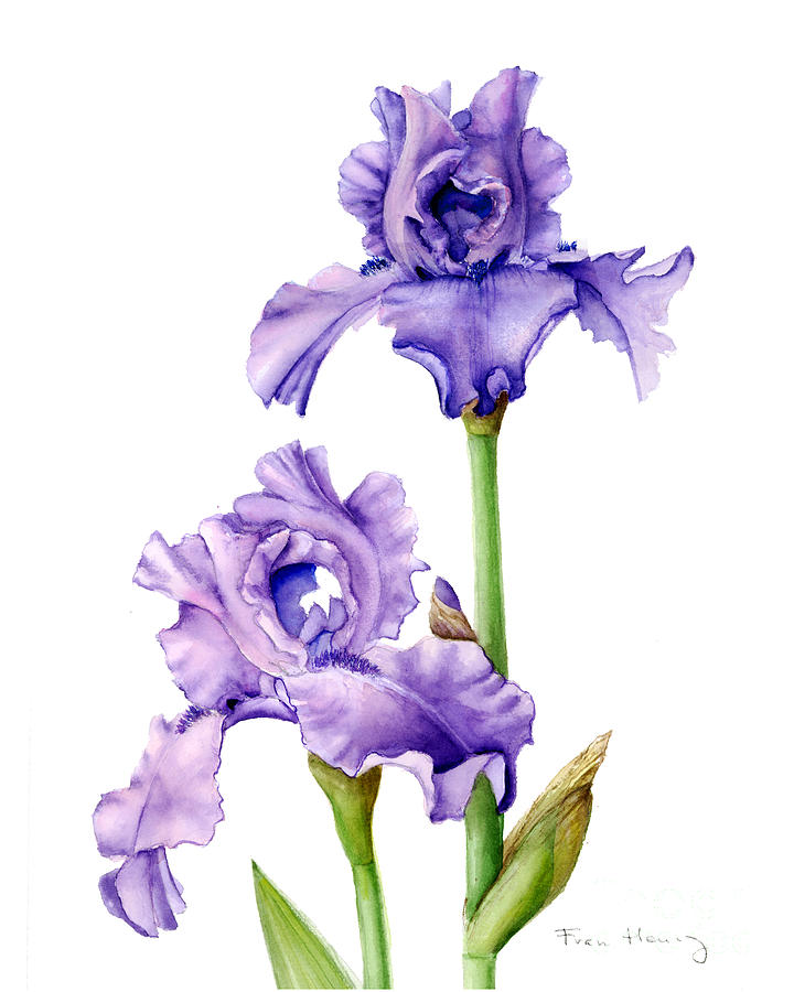 Iris Painting - Two Purple Irises by Fran Henig