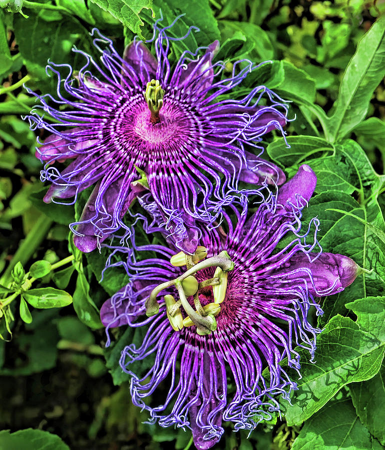 Two Purple Passion Flowers Photograph by HH Photography of Florida Purple Flowers That Grow In Florida