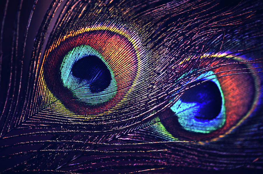 Peacock Photograph - Two Purple Peacock Feathers by Jenny Rainbow