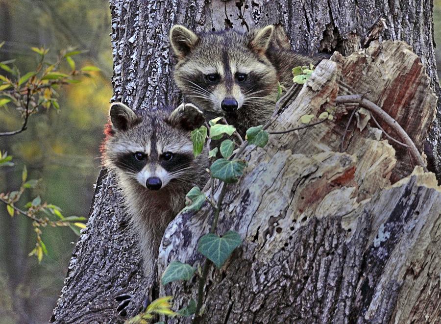 Two Raccoons Photograph By David Halperin Fine Art America