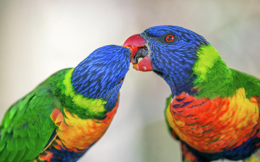 Two rainbow lorikeets exchanging food Photograph by Miroslav Liska - Pixels