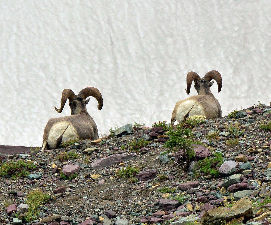 Two Ram Butts in Glacier National Park Photograph by Bruce Gourley
