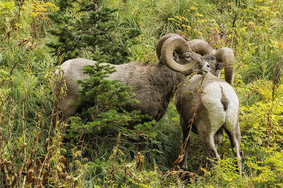 Two Rams Photograph by Belinda Greb