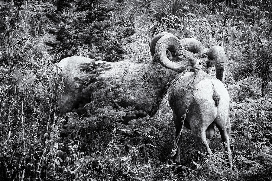 Two Rams bw Photograph by Belinda Greb