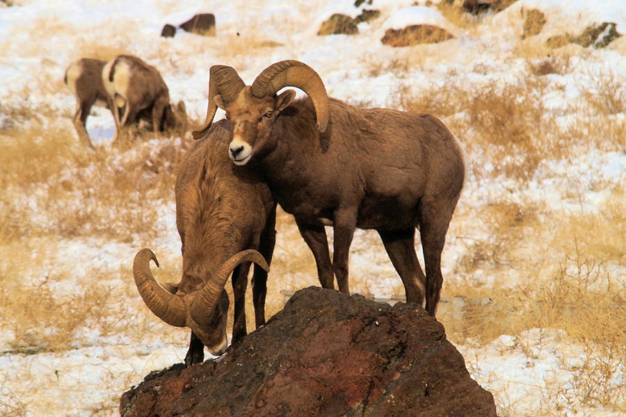 Nature Photograph - Two Rams On A Rock by Jeff Swan