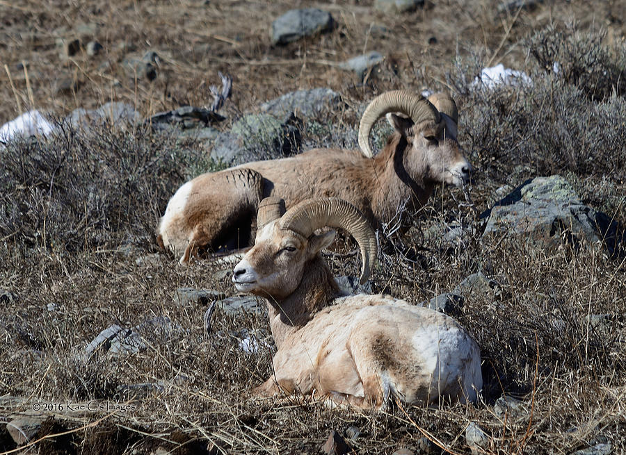 Big Horn Ram Photograph - Two Rams Snoozing by Kae Cheatham