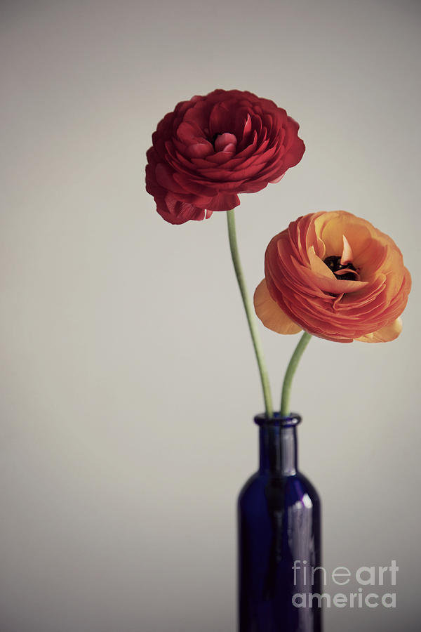 Flower Photograph - Two ranunculus by Donatella Loi