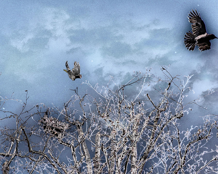 Two Ravens fighting with a Coopers Hawk 1 Photopainting Photograph by Linda Brody