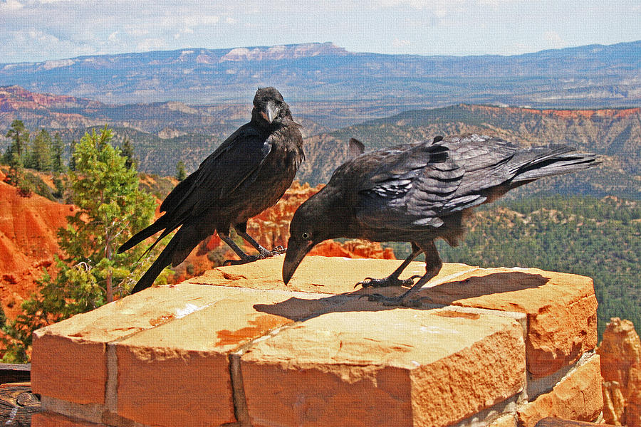 Two Ravens At Bryce Canyon Photograph by Tom Janca