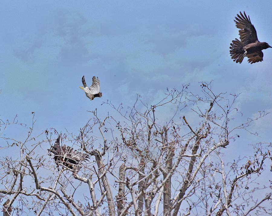 Two Ravens fighting with a Coopers Hawk 1 Photograph by Linda Brody