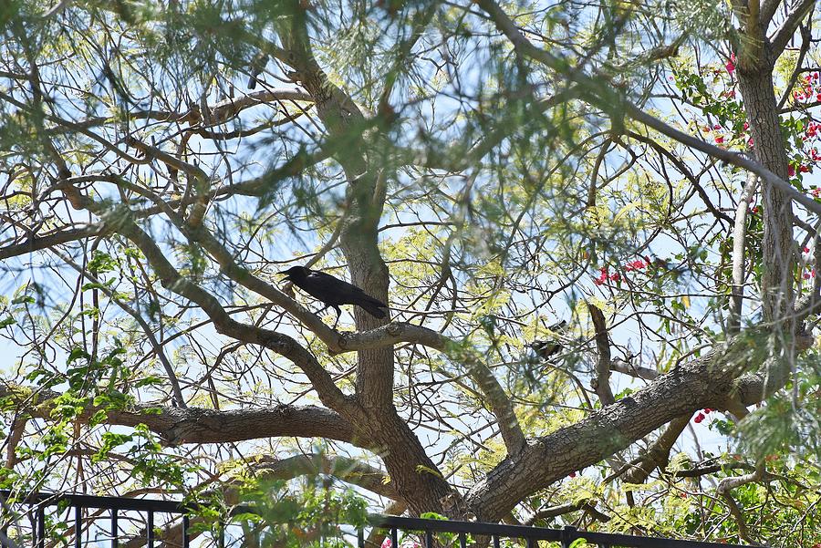 Two Ravens in Pine Tree Photograph by Linda Brody