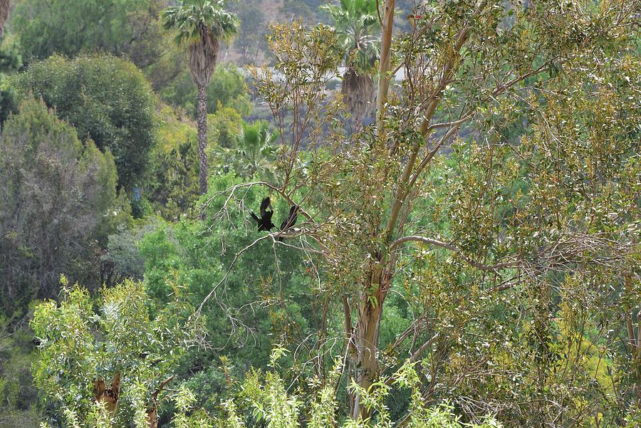 Two Ravens in Tree Photograph by Linda Brody
