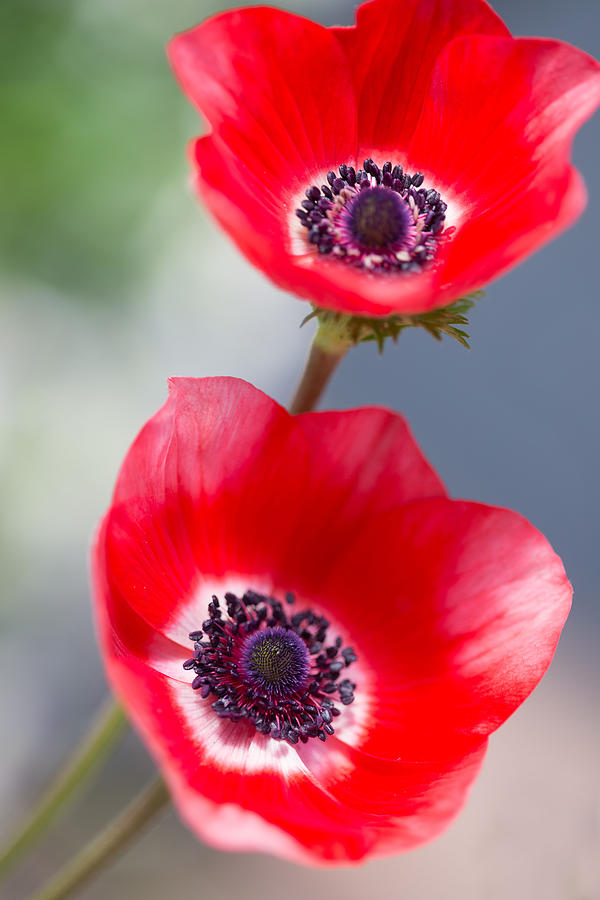 Two Red Anemones Photograph by Rebecca Cozart