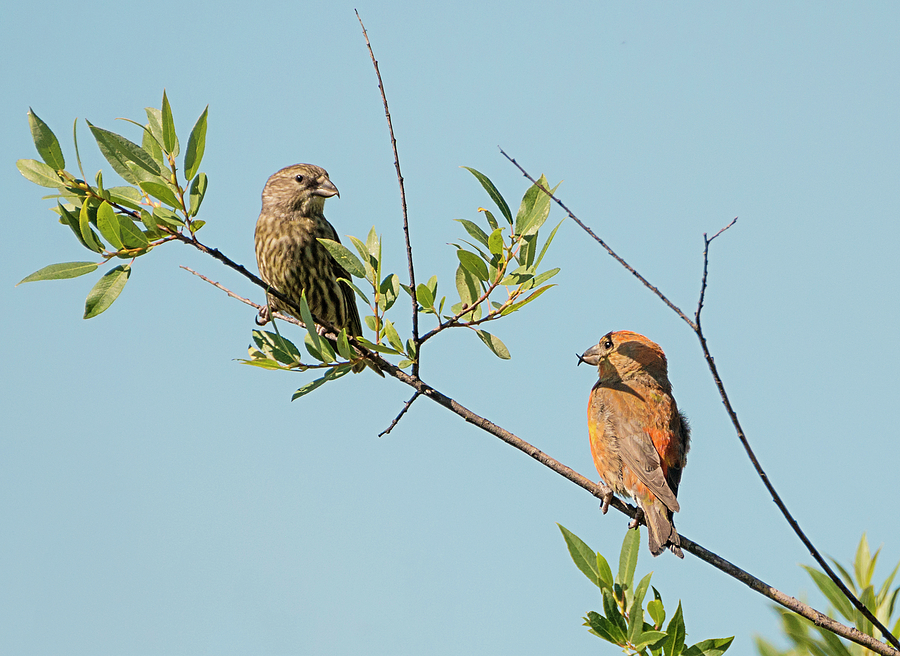 Two Red Crossbills Photograph by Loree Johnson