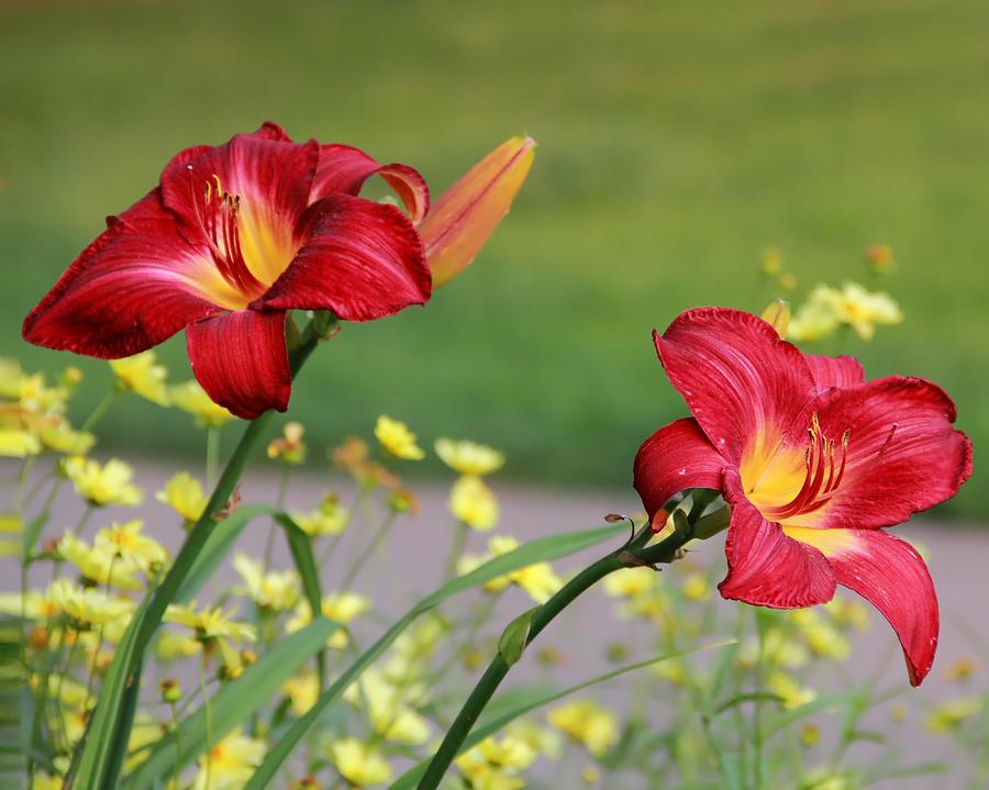 Two Red Daylilies Photograph by Angela Murdock