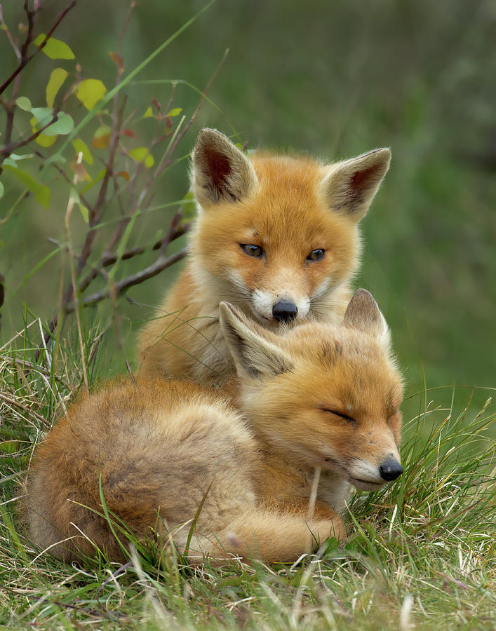 Two Red Fox Cub Cuddle Photograph By Menno Schaefer