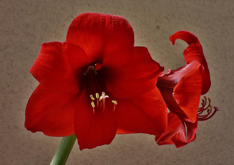 Two Red Amaryllis Flowers Photograph by Linda Brody
