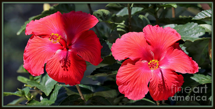 Two Red Hibiscus with Border Photograph by Carol Groenen